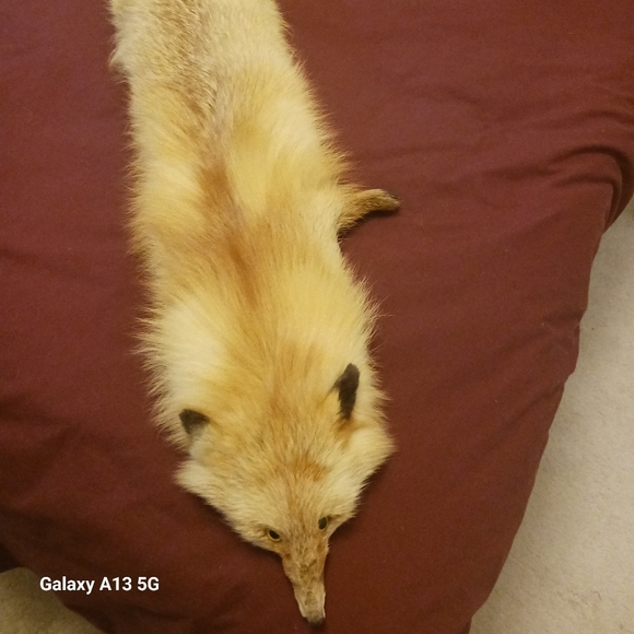 Vintage Fox wrap around neck/shoulder - Picture 2 of 6
